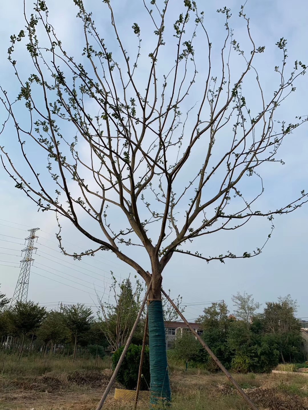 沙朴  朴树、乌桕
