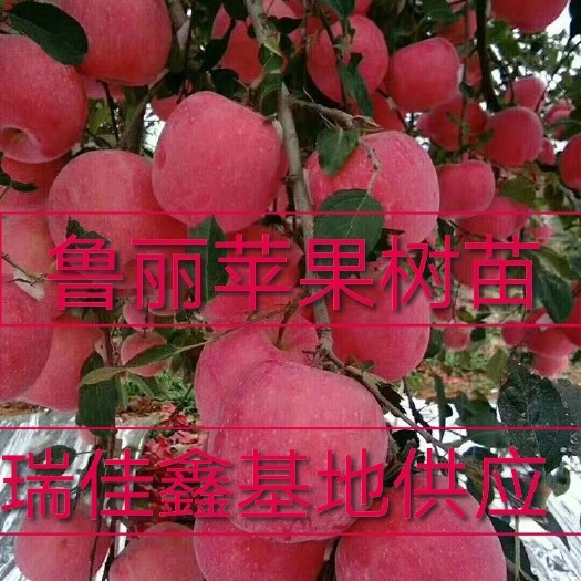 平邑县 鲁丽苹果树苗，新品种，成熟早，脆甜爽口