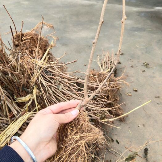 南江县软枣猕猴桃苗 软枣猕猴桃品种.133,龙成二号质量成活品种可以包！