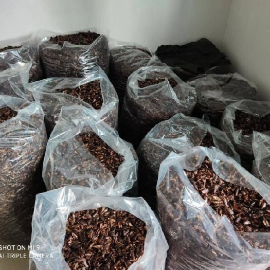昆明 供货新鲜干货蟑螂