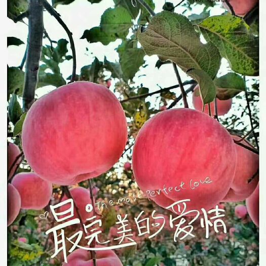 庆城县 庆阳赤诚苹果