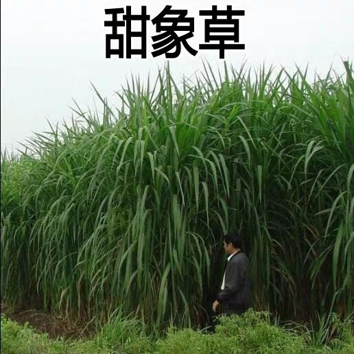 沭阳县甜象草种子多年生牧草种子皇竹草四季常青高产猪牛羊鱼草种