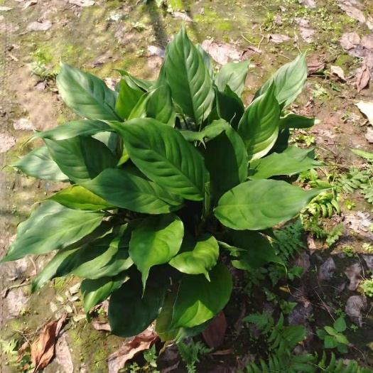 广州大叶万年青  万年青盆栽 植物室内客厅花卉家庭绿植 四季常青吸甲醛大叶