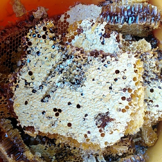 金寨县土蜂蜜 塑料瓶装 2年以上 