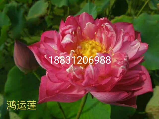  批发，栽种:荷花，睡莲，芦苇以及各种水生花卉