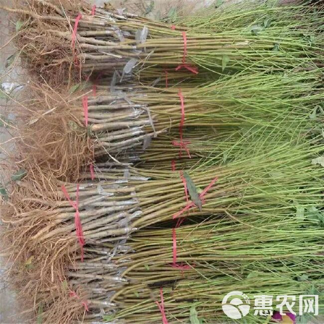 沂蒙霜红1号苗 沂蒙霜红桃苗 基地直供 包品种包成活 现挖现发