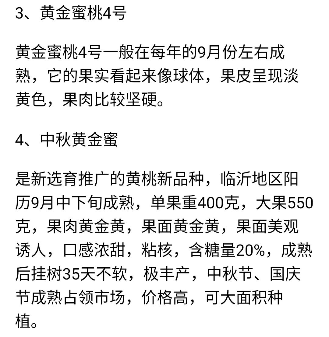  黃金蜜桃樹苗嫁接桃樹苗晚黃金桃樹苗品種多當年結(jié)果南北方種植