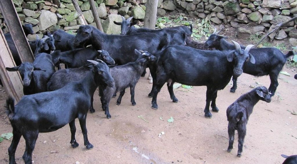  麻城黑山羊  纯散放养 一代黑山羊30元一斤