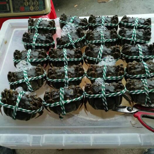 泰兴市生态大闸蟹 蟹农直销，基地直发，只只精挑细选，金秋时节正是黄满膏肥时