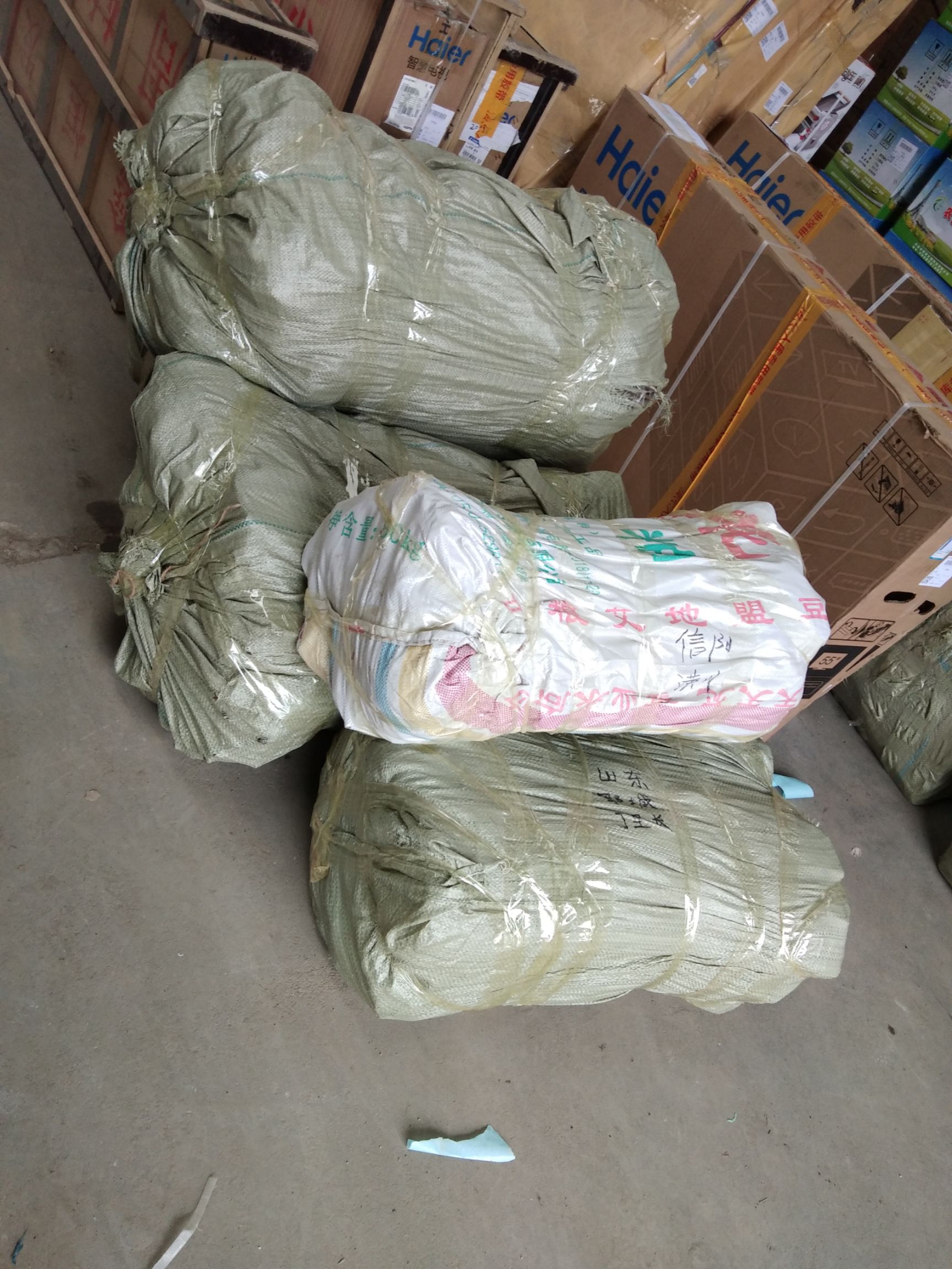 苹果梨种苗  苹果梨苗，脆甜，皮薄。