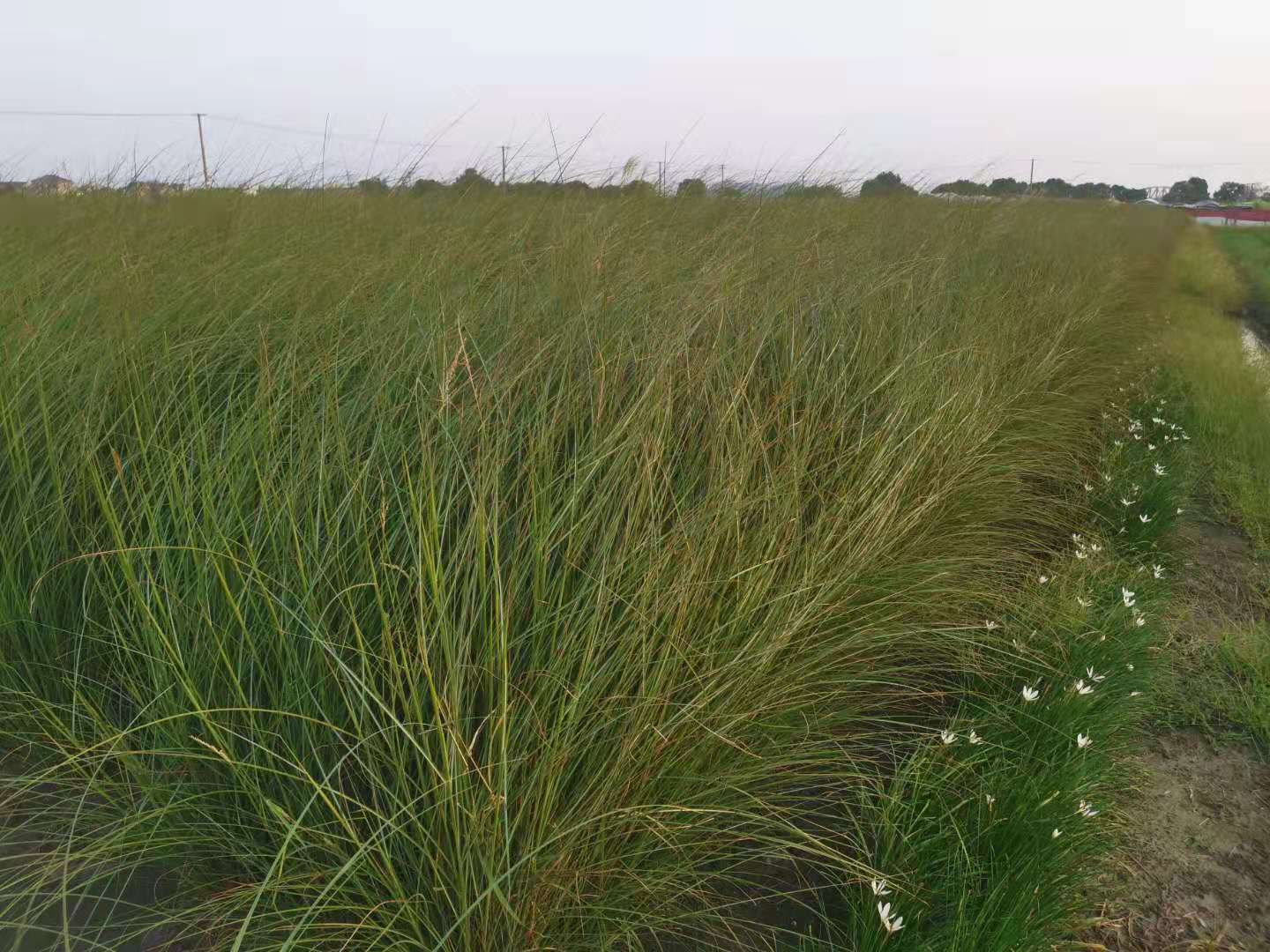 细叶芒 细叶芒批发 细叶芒基地