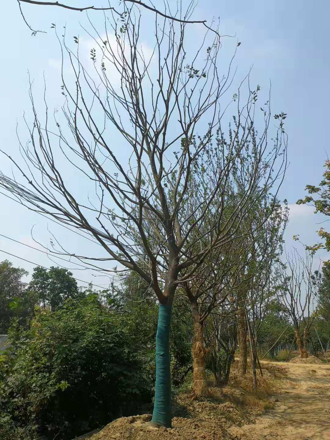 沙朴  朴树、乌桕