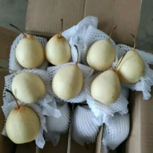 晋州市水晶梨 60mm以上 250-300g