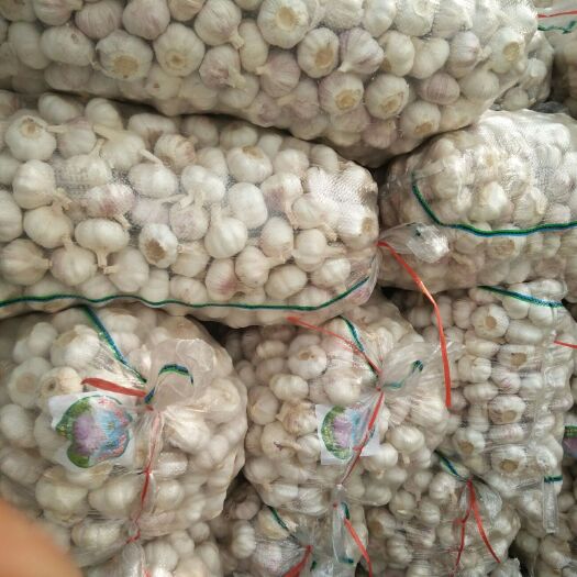 邳州市红皮蒜   邳州净蒜，各种大蒜小包装，货源充足，基地直供，全国代发。
