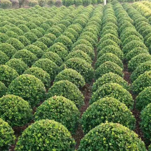 浏阳市金森女贞 各种规格球类