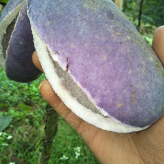 邻水县 八月瓜苗