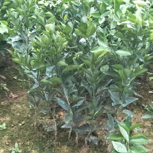 保靖县纽荷尔脐橙苗 脐橙纽荷尔苗