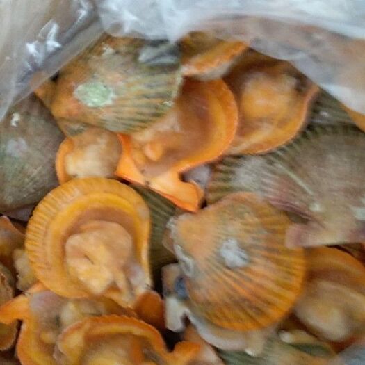 武汉 干冰黄金贝