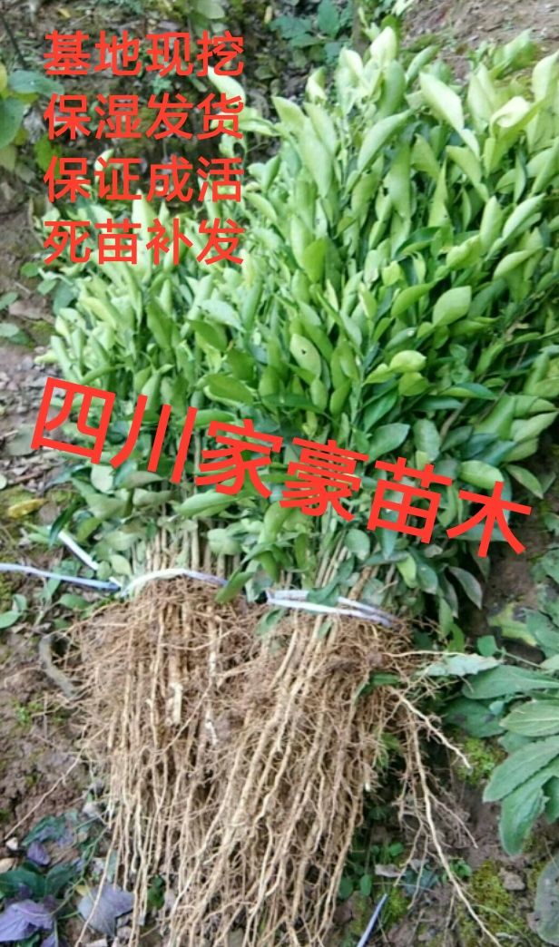 苍溪县红桔苗 基地现挖现发 根部保湿发货 红桔实生苗 根系旺保证成