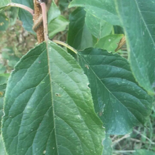 绛县五月脆李苗  李子苗自己的苗圃，品种纯质量优，无中间商直接供货欢迎来购买