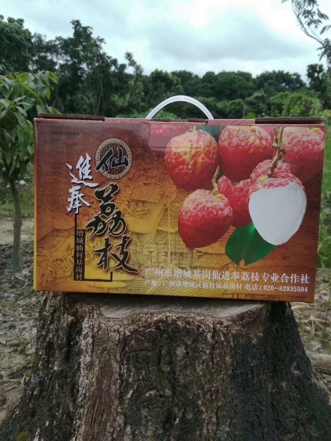仙进奉荔枝苗  增城正宗基岗仙进奉荔枝高压苗