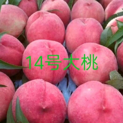 盖州市 北京14号桃苗优惠了