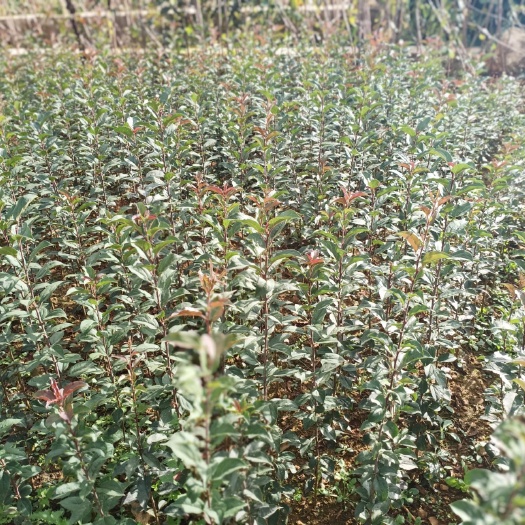 昭通冰糖心苹果苗 冰糖心苹果