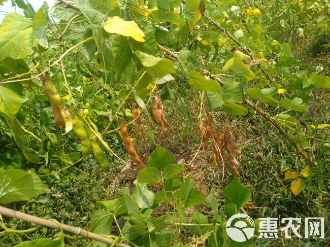  贵州高原农家自种生态白芸豆。国家2A绿色食品。天然。纯天