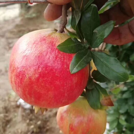 荥阳市 自家果园无公害河阴软籽石榴口感更好