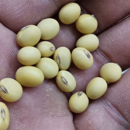 嘉祥县黄大豆  山东高蛋白大豆，豆制品厂，出浆好，品质优！