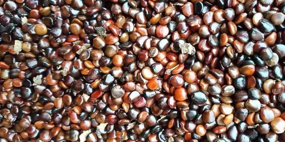  供应拐枣，拐枣苗，拐枣种子