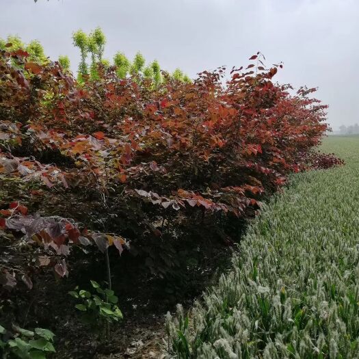 砀山县 紫荆，全冠，伞形，现挖现装，免费办理检疫，量大从优，