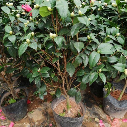  茶花品种，六角大红，八十厘米左右高度