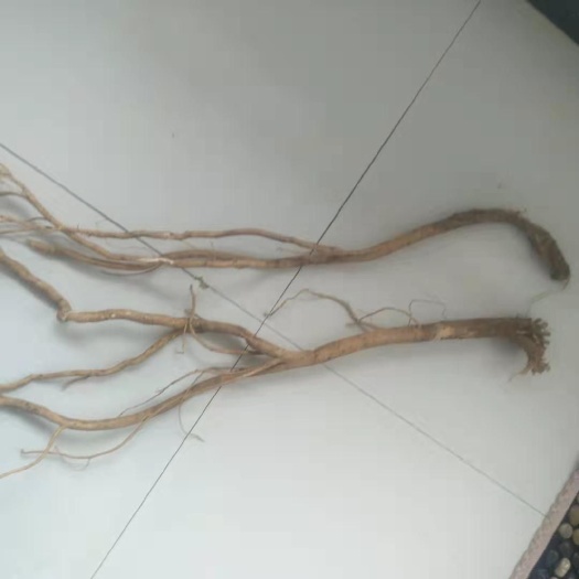 浑源县黄芪原生芪 自家挖的正北芪，保证8 年以上正北芪。