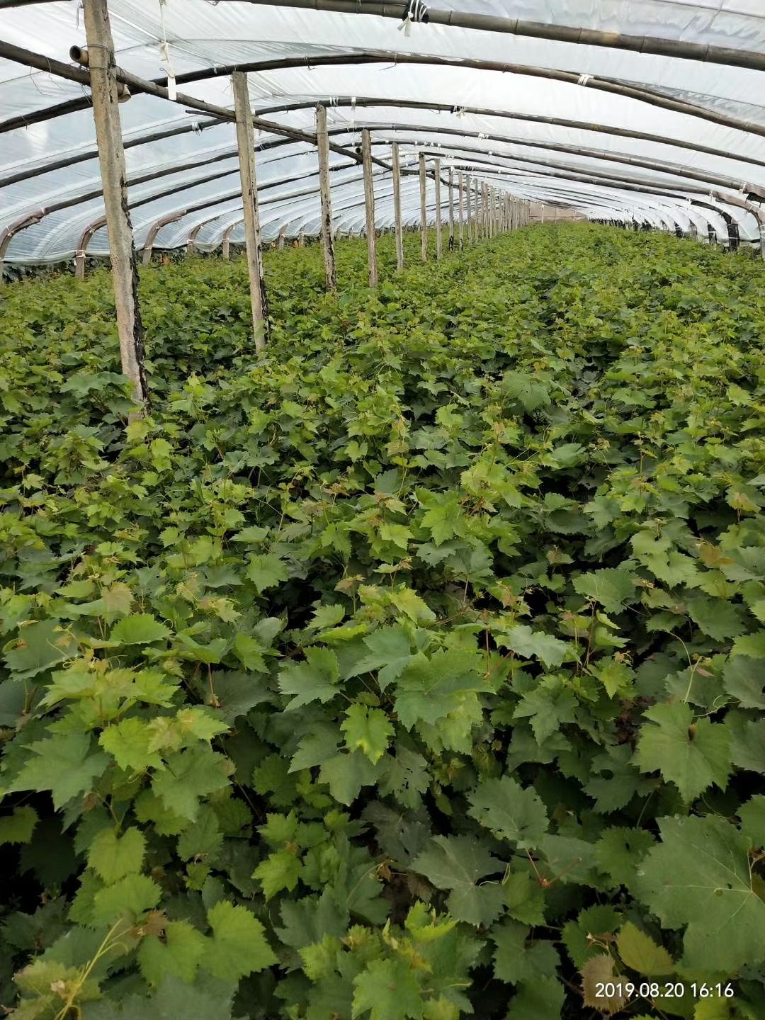 紫甜无核A17葡萄苗 晚熟 自然无核 耐储存南北方种植明年挂果 教管理 可回收葡萄