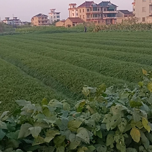 杭州 麦冬草出售