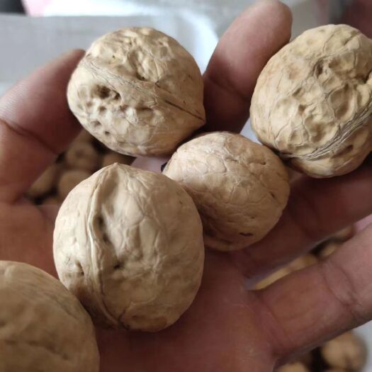 隰县棉核桃  核桃