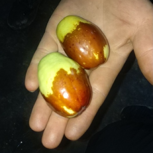  叶子落了，可以定植了，金芒果枣树苗三年树