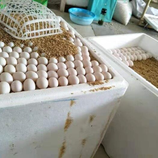 西平县白鸽蛋 鸽蛋