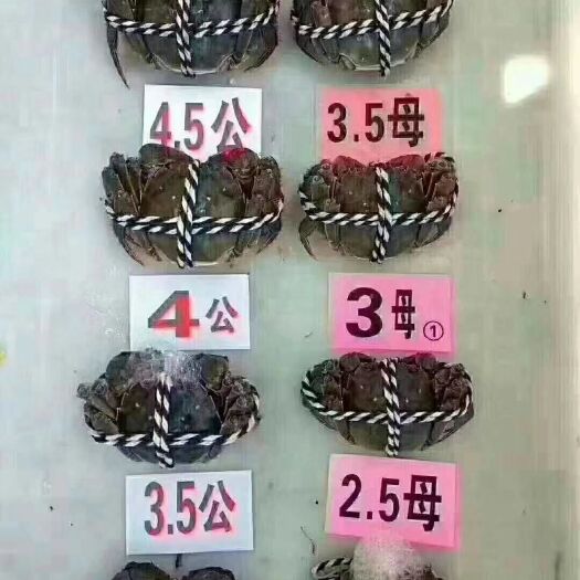兴化市 大闸蟹批发