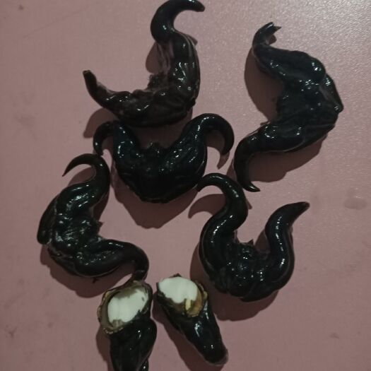 资兴市 本人大量供应新鲜野生菱角