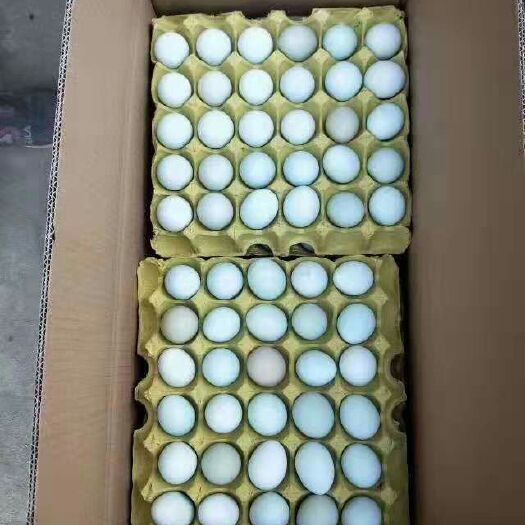 长沙县 散养土鸡蛋！！货源充足、品质稳定、新鲜！自产自销！