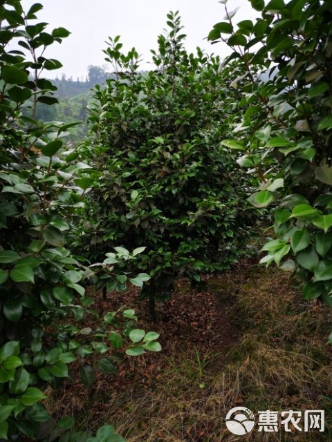 茶花树   四川高县茶花基地，直销，批发