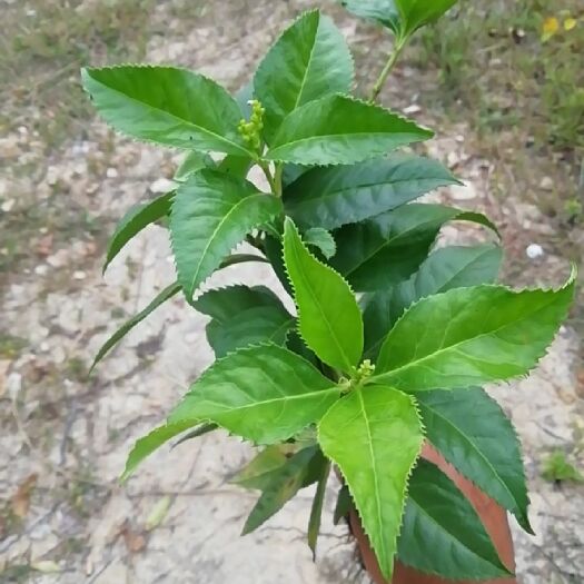 博白县 接骨草，九节茶，草珊瑚