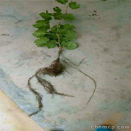 昭通 葡萄苗