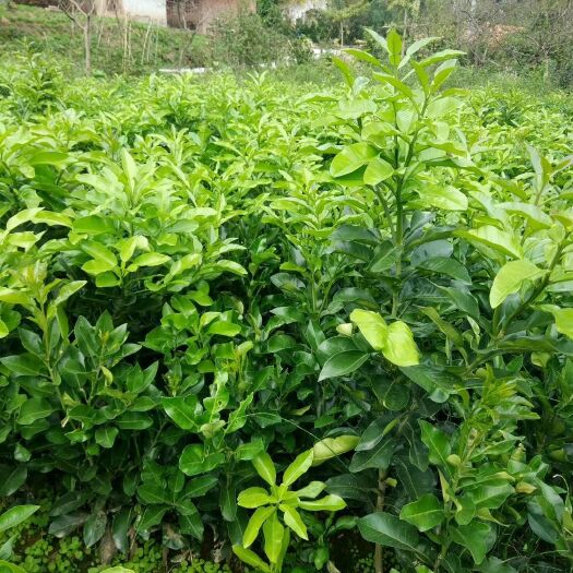 苍溪县红心柚苗 红心柚
