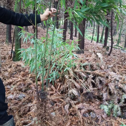 叙永县 精品方竹种苗