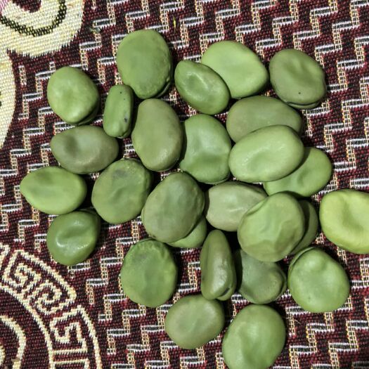 达茂旗干蚕豆