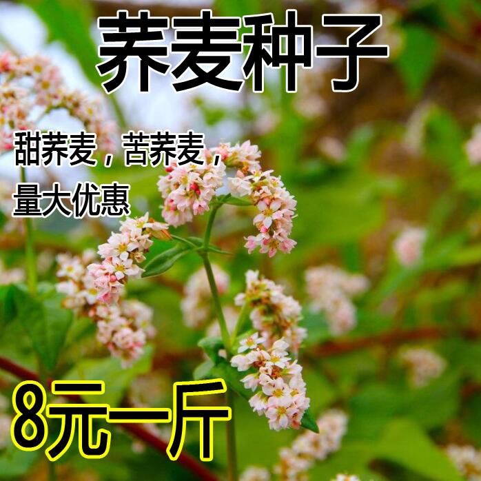 沭阳县蜜源植物芽苗菜种籽苦荞麦甜荞麦种子四季可播