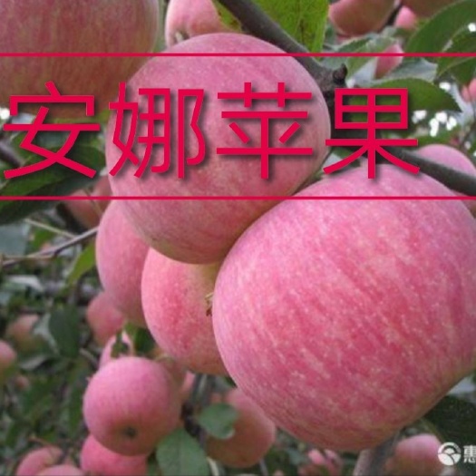 平邑县安娜苹果树苗 安娜苹果果皮较薄，肉质细脆酸甜有香气。